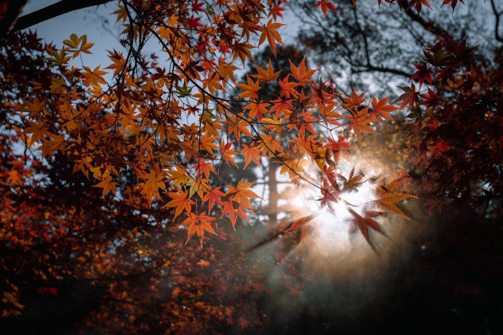 macro photography of maple trees