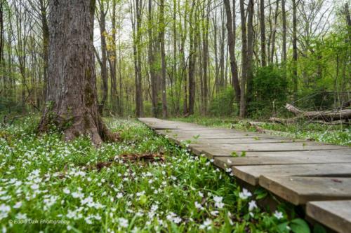 Drexel Woods Spring Path 